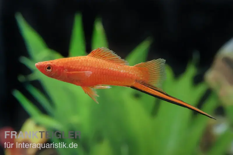 Porte-épée rouge, Xiphophorus helleri