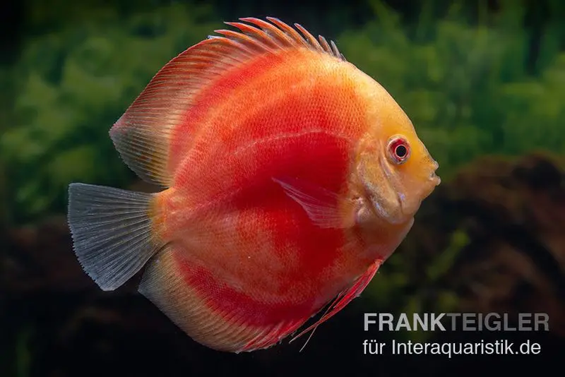 Discus élevage asiatique, Symphysodon discus Red Ruby
