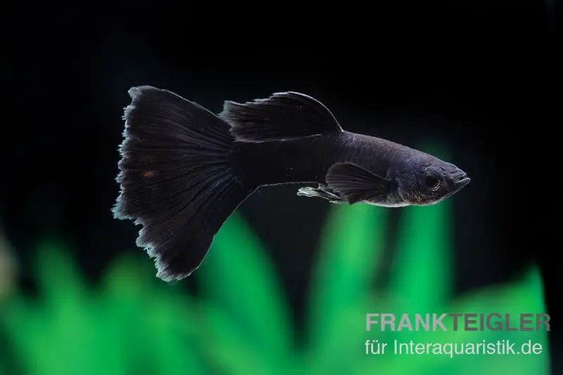 Guppy Moscou noir, Poecilia reticulata, vendu par couple