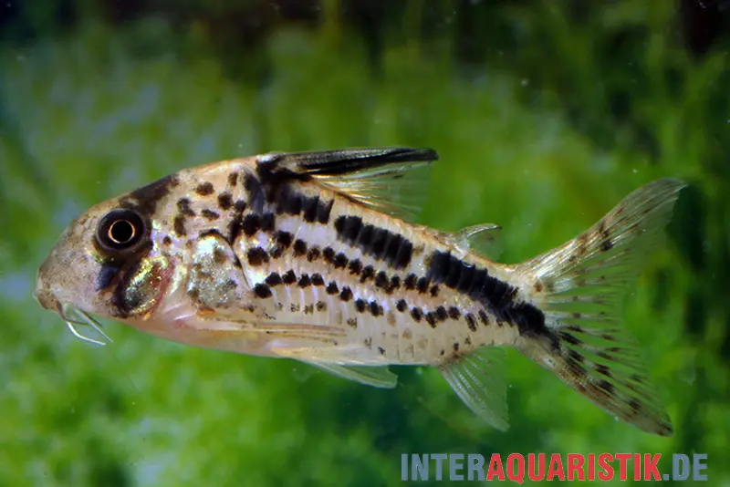 Corydoras à bande oblique, Corydoras loxozonus