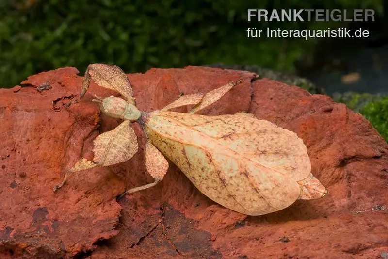 Phasme feuille (rouge), Phyllium pulchrifolium (red)