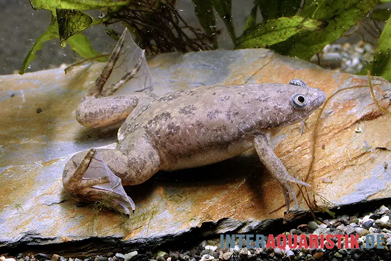 Grand xénope à griffes, Xenopus muelleri
