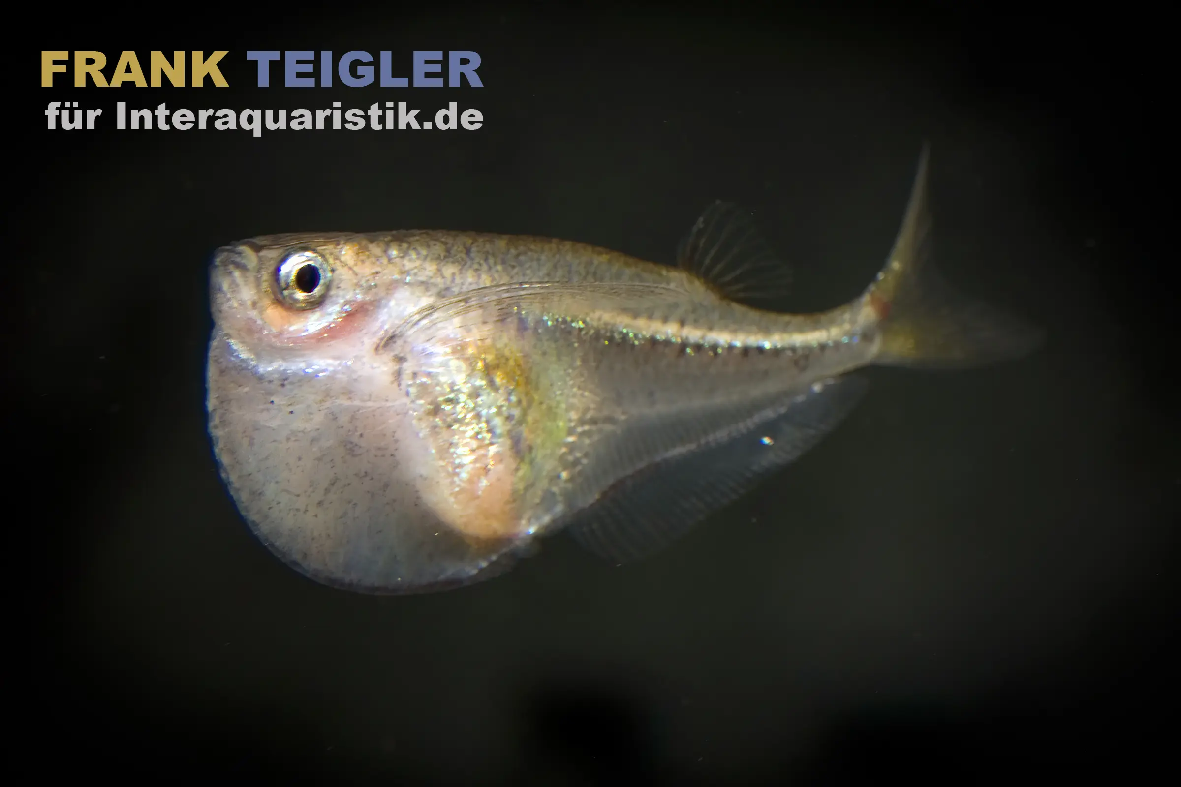Poisson-hache transparent, Carnegiella myersi
