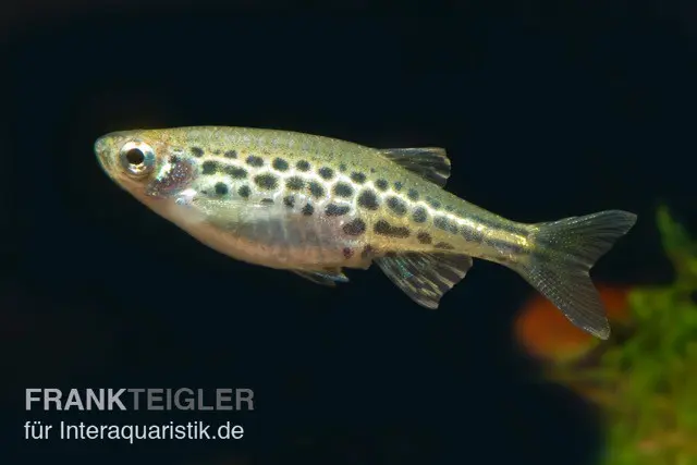 Danio léopard nain, Danio tinwini (mini-poisson)