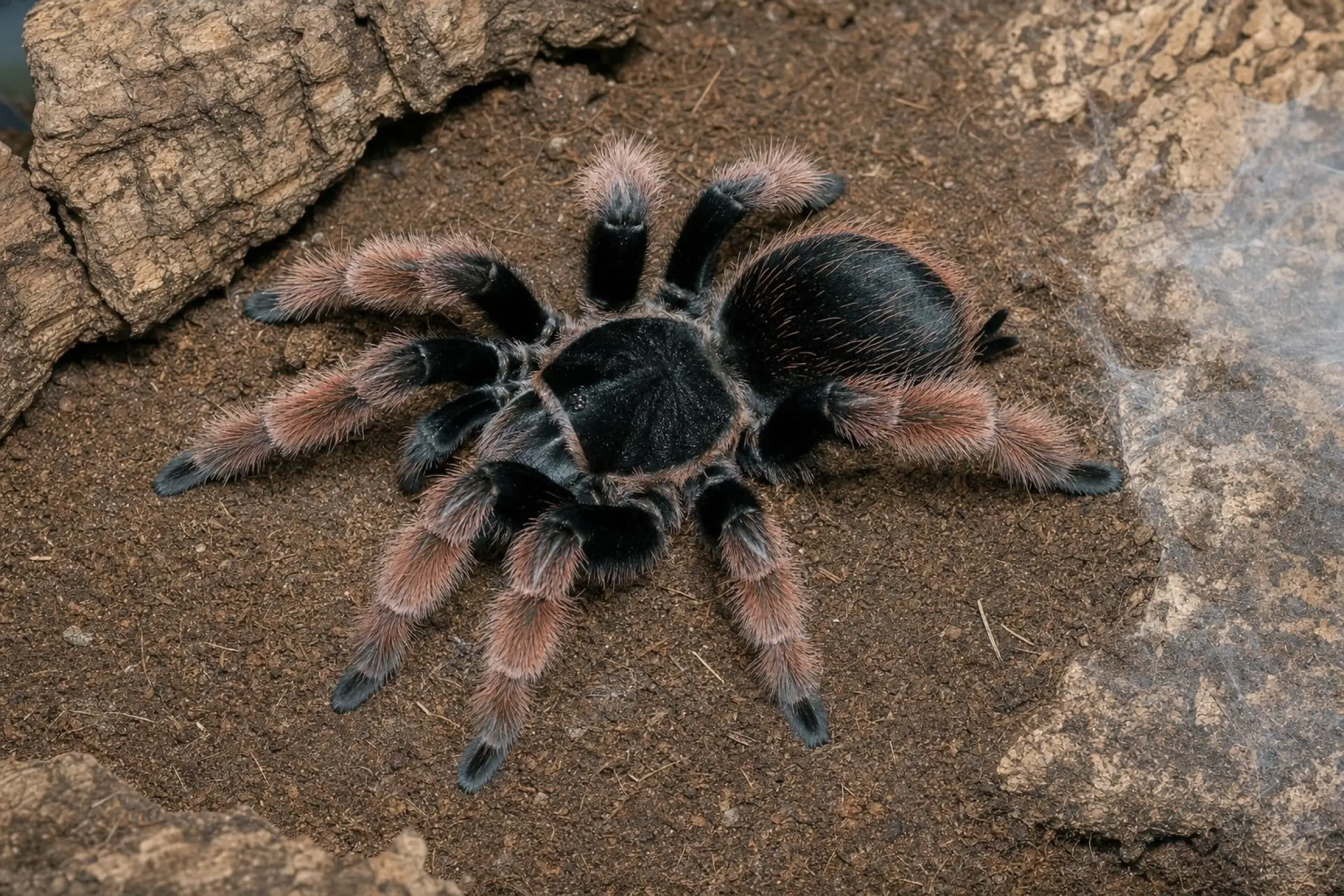Mygale mexicaine à pattes orange, Brachypelma klaasi