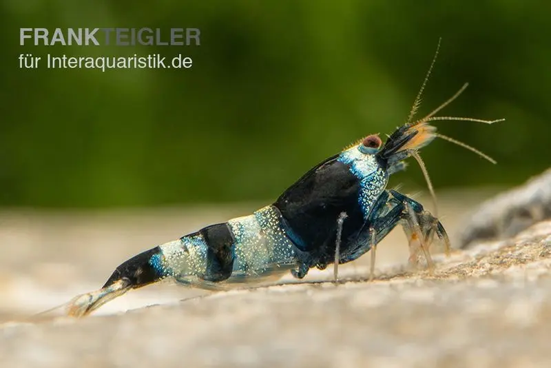 Crevette Blue Panda, Caridina spec. Blue Panda (Taiwan Bee)