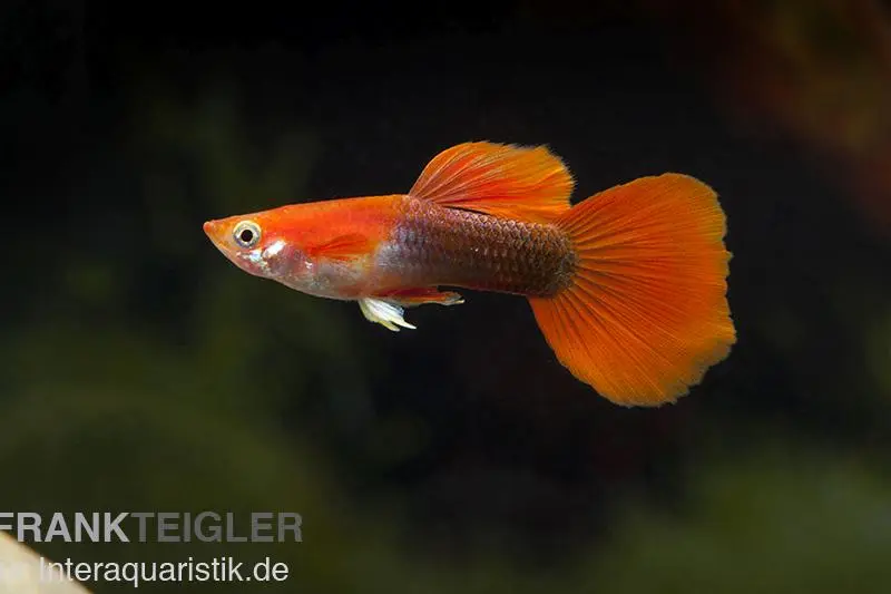 Guppy blond-rouge Tuxedo, Poecilia reticulata, par couple