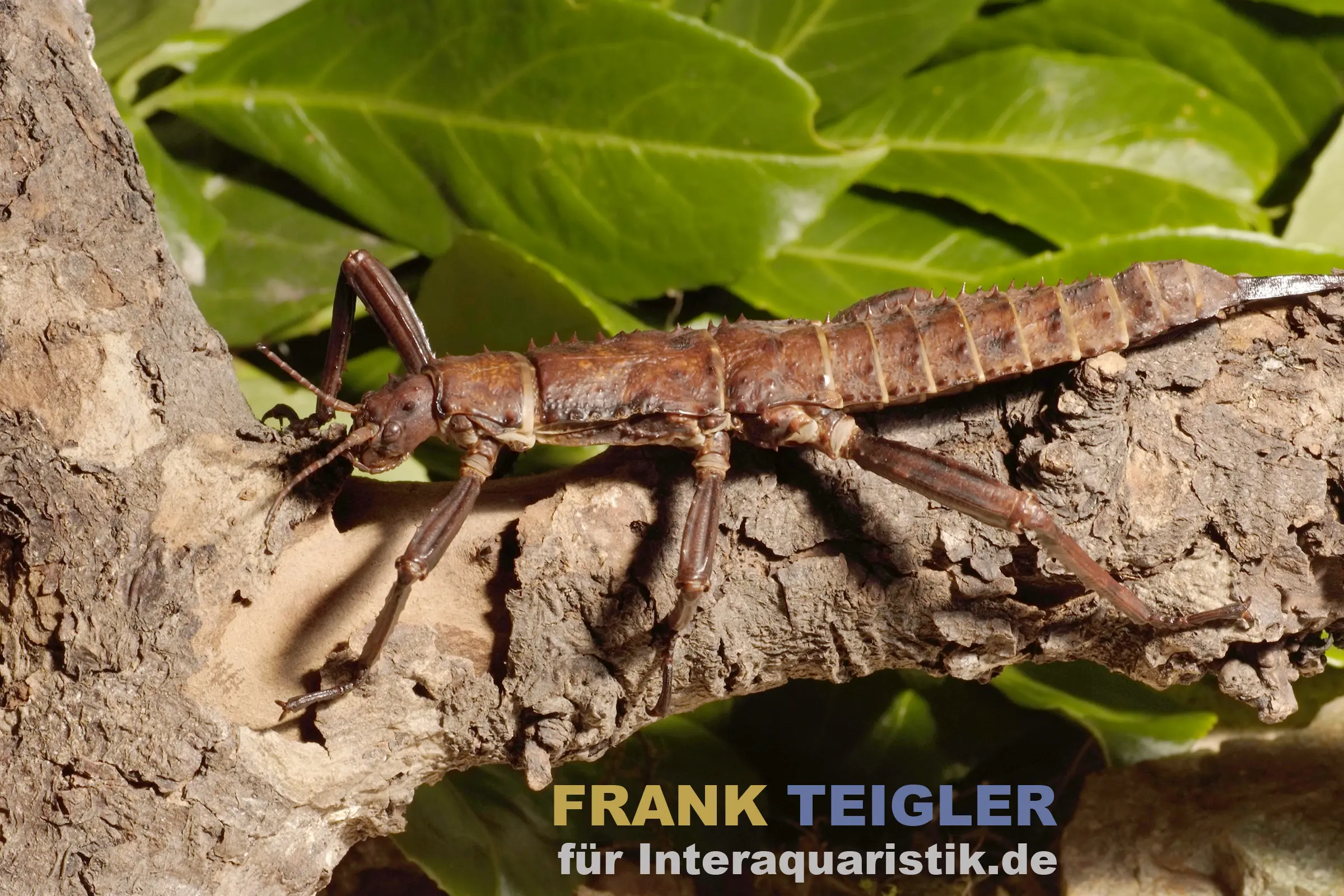 Phasme géant épineuse, Eurycantha calcarata