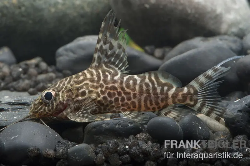Silure synodonte à nageoire plume, Synodontis eupterus