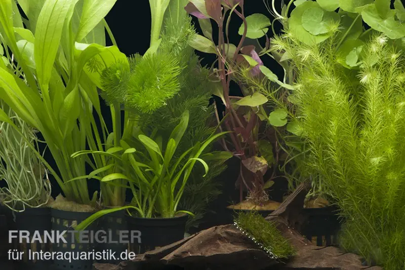 Assortiment de plantes d’aquarium « Amazonas » pour aquarium de 80 cm, set de plantes d’aquarium