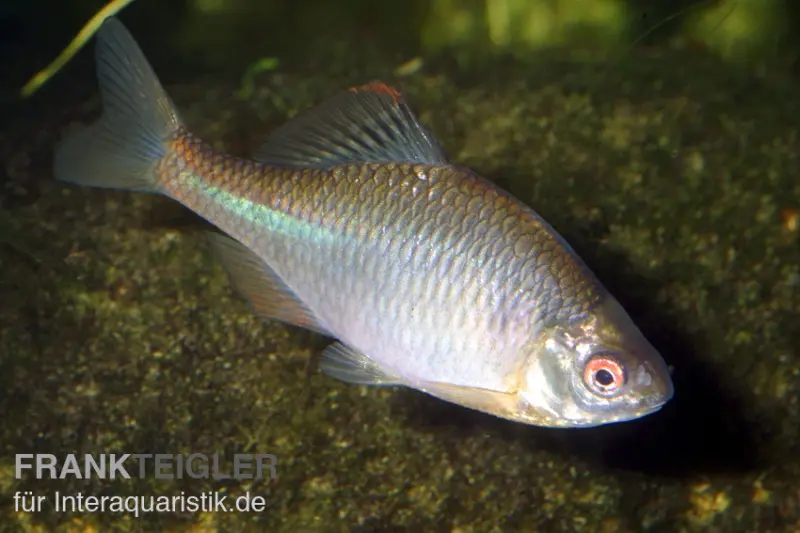 Bouvière, Rhodeus sericeus amarus, 4-5 cm (eau froide), DNZ (élevage allemand)