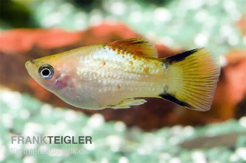 Platy ananas, Xiphophorus maculatus