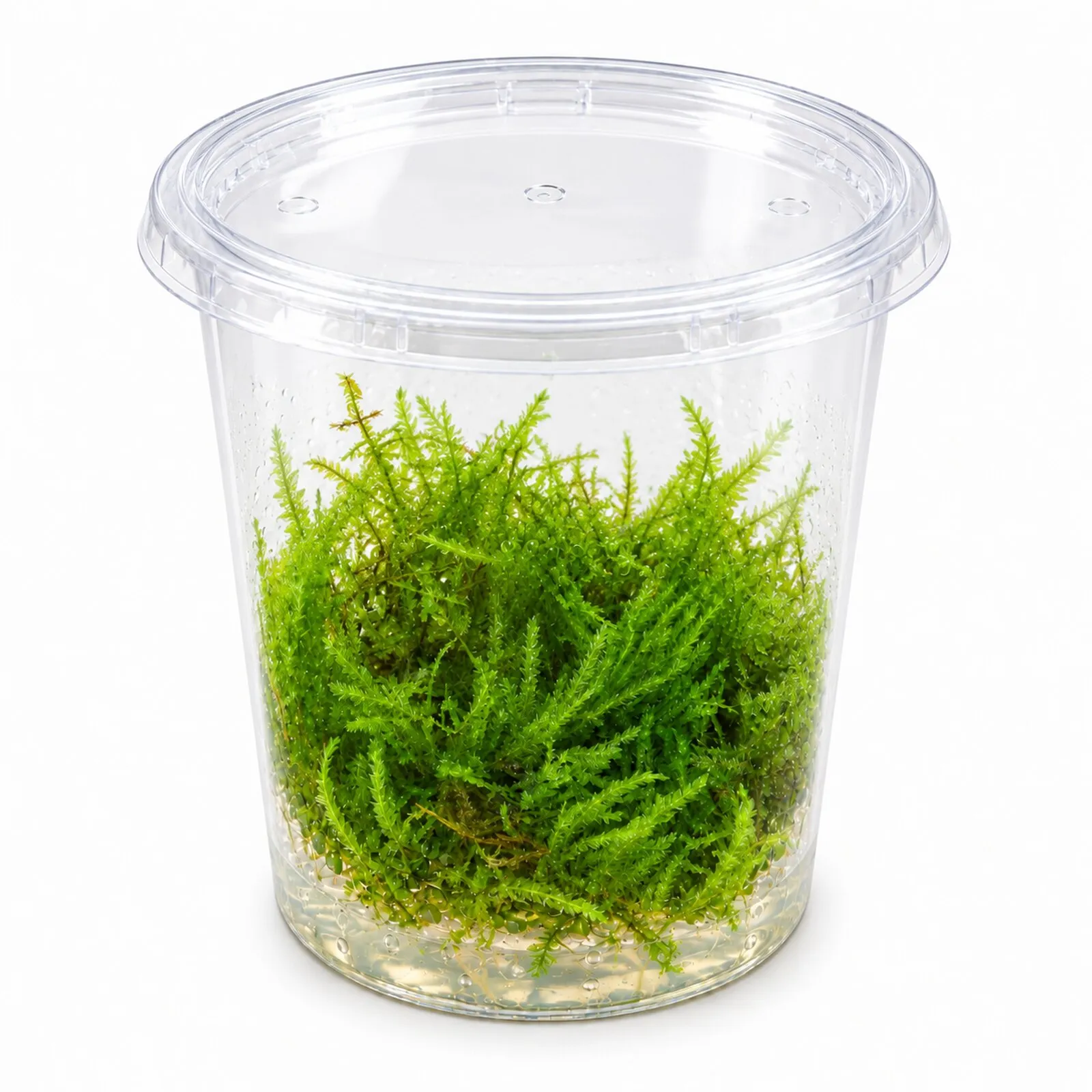 Mousse Spiky, Taxiphyllum spiky, en gobelet de 250 ml