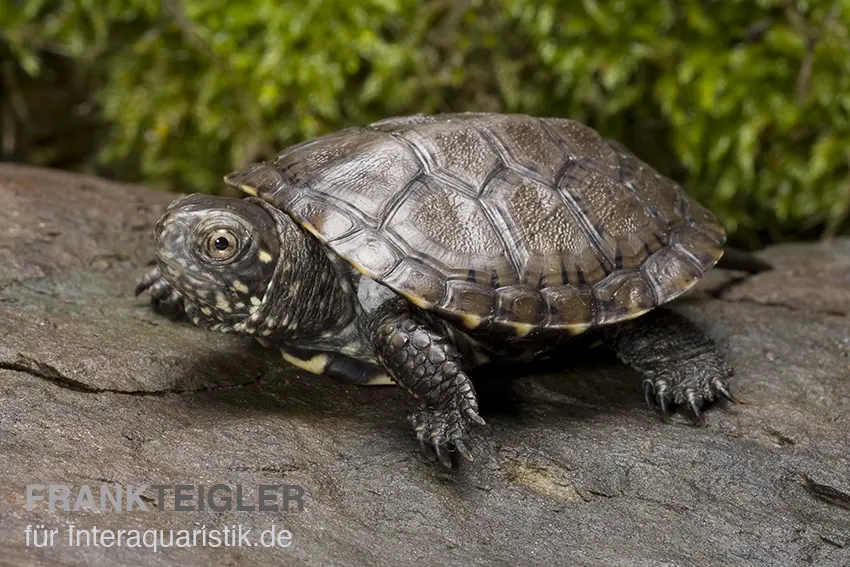 Cistude d’Europe, Emys orbicularis DNZ