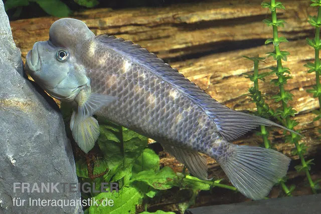 Cichlidé à tête bossue, Steatocranus casuarius