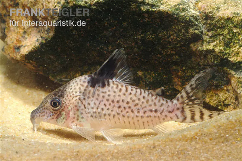 Corydoras léopard brillant, Corydoras ambiacus, 4-5 cm