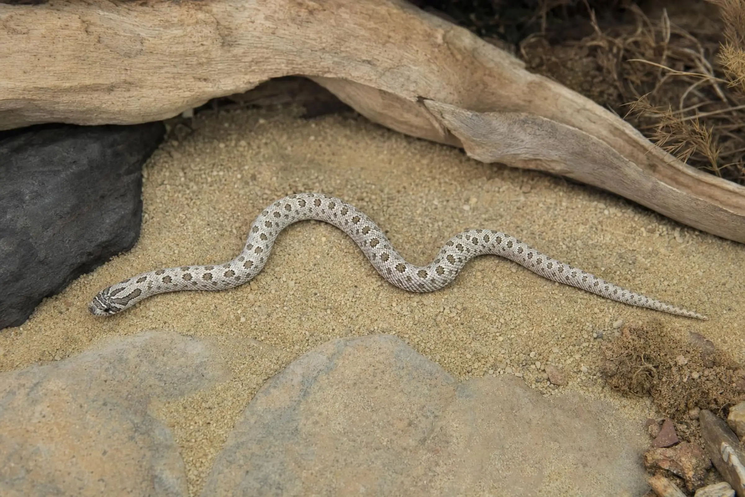 Couleuvre à nez retroussé de l’Ouest « Arctic », Heterodon nasicus
