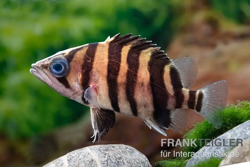 Perche-tigre, Datnioides microlepis