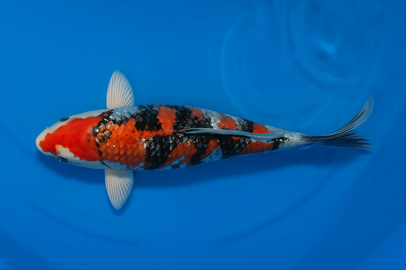 Koi japonais Yagenji Tosai Beni Kikokuryu, Cyprinus carpio, 13-16 cm