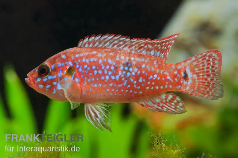 Cichlidé joyau, Hemichromis lifalili
