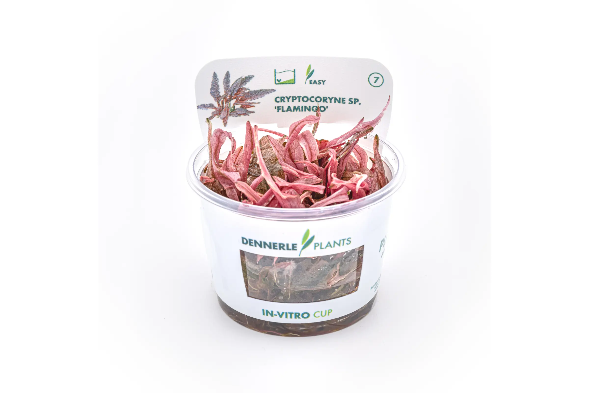 Cryptocoryne rose, Cryptocoryne wendtii « Flamingo », In Vitro