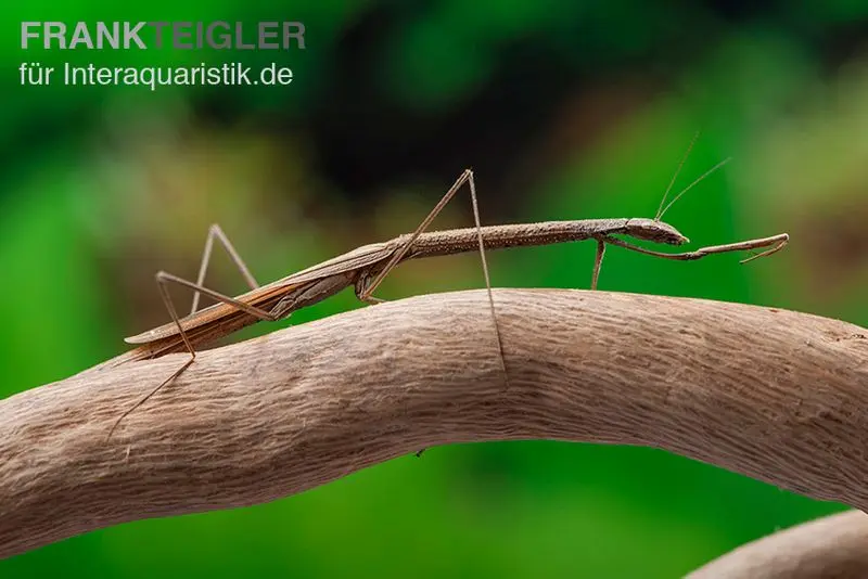 Petite mante brindille, Popa spurca