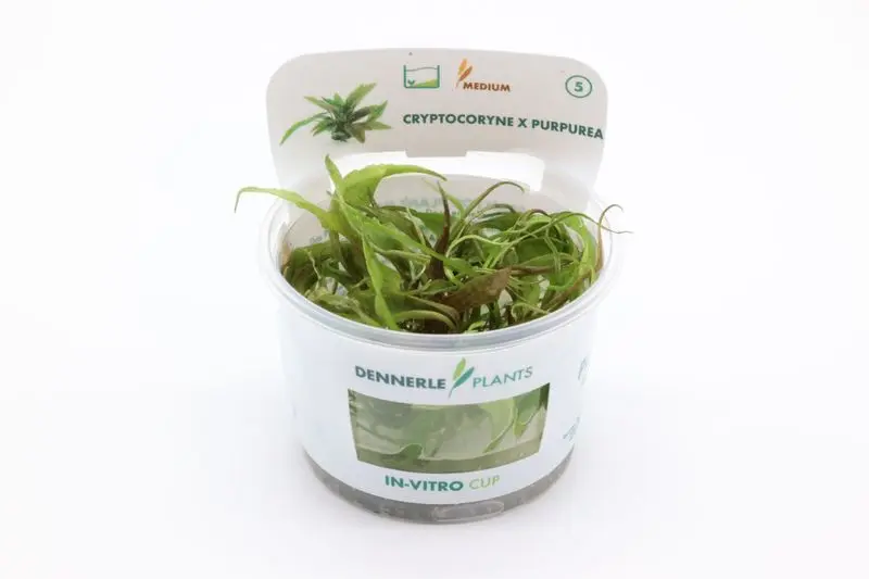 Cryptocoryne pourpre, Cryptocoryne x purpurea, In Vitro
