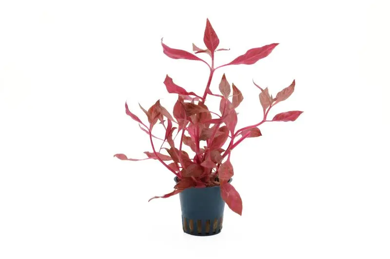Alternanthère à nervures roses, Alternanthera reineckii "Red Ruby", en pot