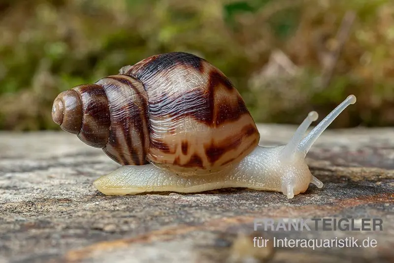 Escargot géant africain albinos, Achatina reticulata « albino », DNZ