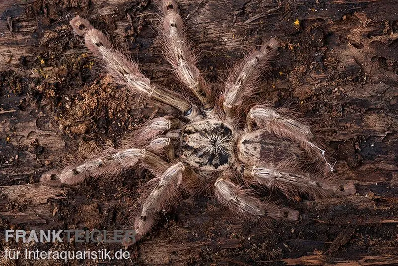 Mygale léopard, Stromatopelma calceatum