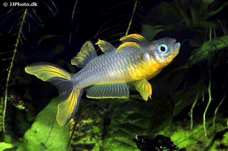 Poisson aux yeux bleus à queue en fourche, Pseudomugil furcatus
