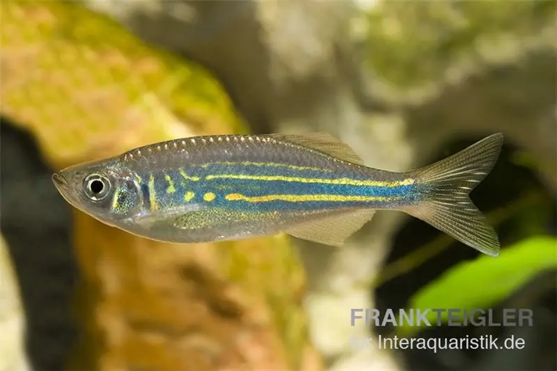 Danio de Malabar, Devario aequipinnatus