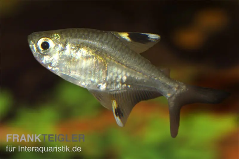Tétra Pristella, Pristella maxillaris (mini-poisson)