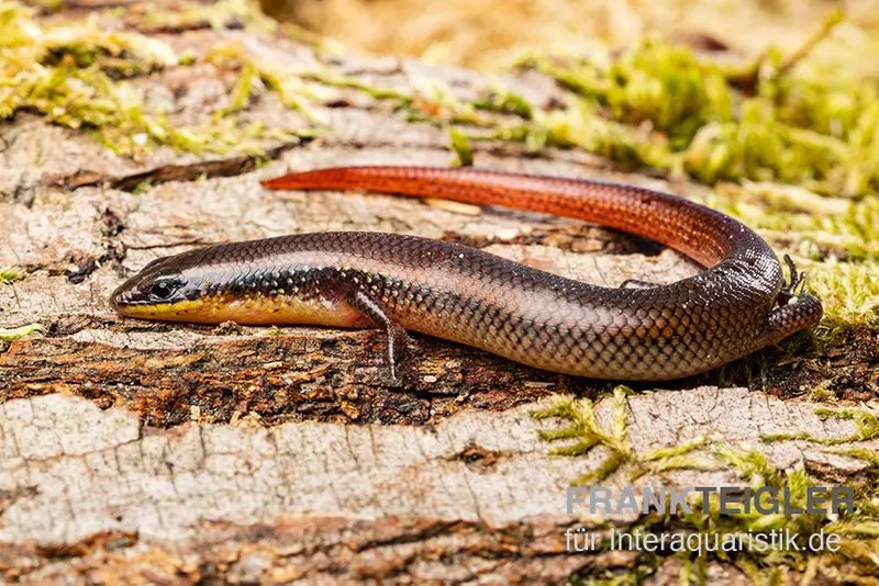 Scinque à lèvres tachetées, Trachylepis maculilabris