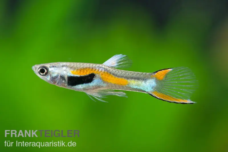 Guppy Endler, Poecilia wingei, par paire (mini-poisson)
