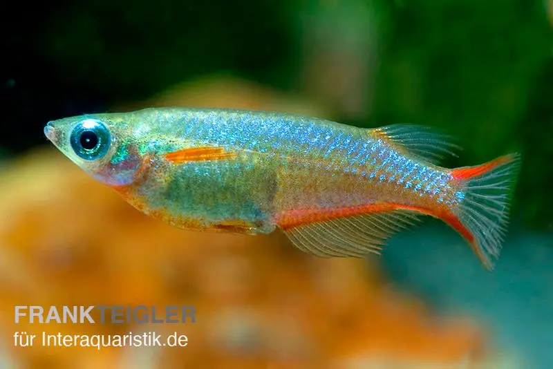 Poisson riz néon, Oryzias woworae