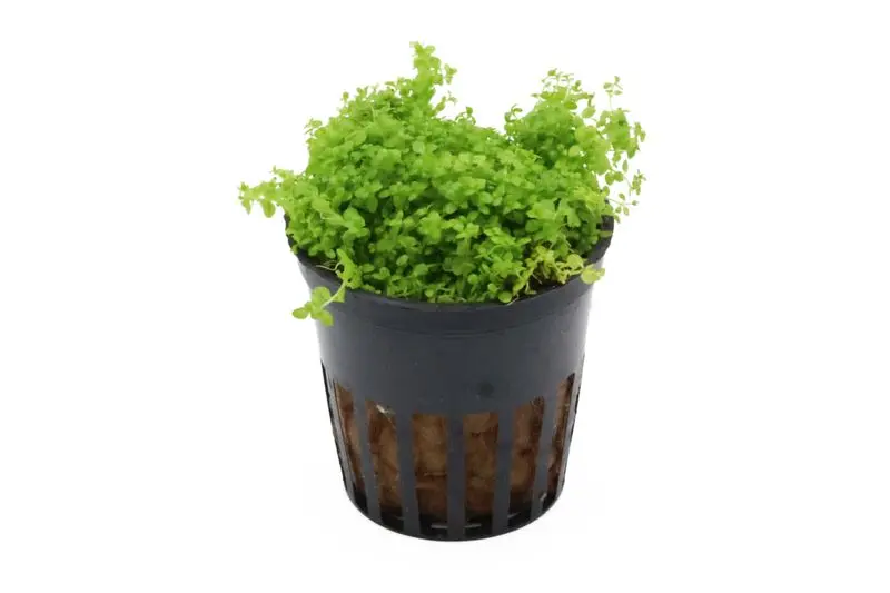 Hémianthus, Hemianthus callitrichoides, HCC, en pot