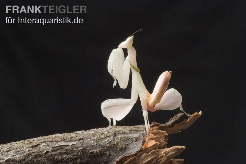 Mante orchidée, Hymenopus coronatus