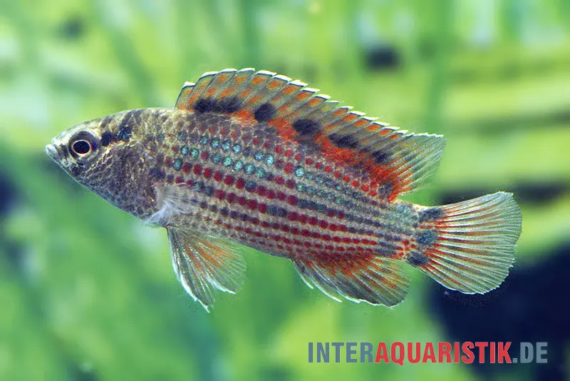 Badis rouge, Badis ruber