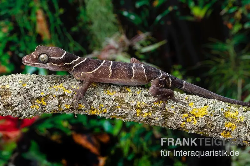 Gecko malais à doigts arqués, Cyrtodactylus pulchellus