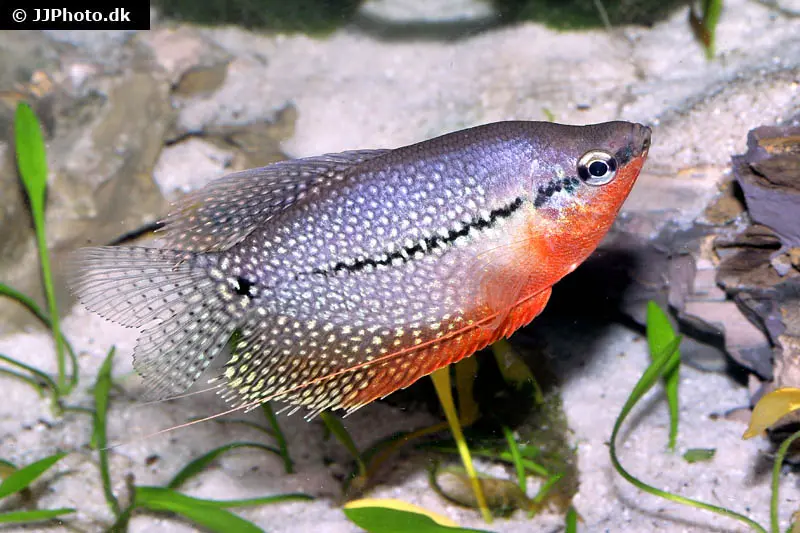 Gourami perlé, Trichogaster leeri