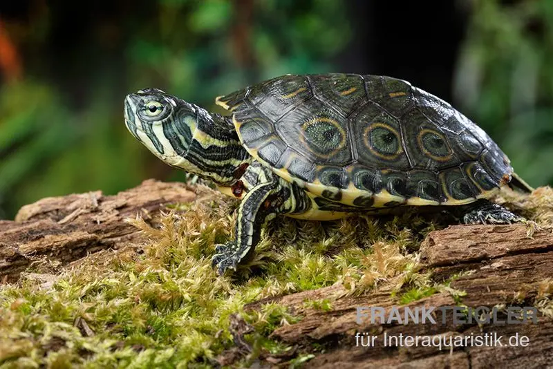 Tortue élégante du Rio Grande, Pseudemys gorzugi