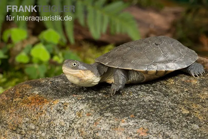 Tortue pélomédusidée ouest-africaine à plastron articulé, Pelusio castaneus