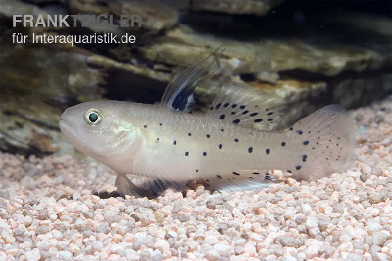 Gobie chevalier, Stigmatogobius sadanundio