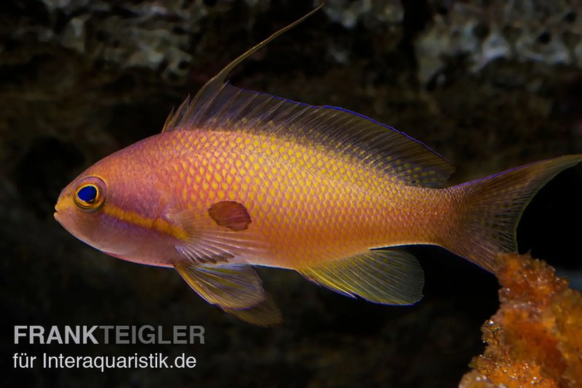 Juwelen-Fahnenbarsch, Pseudanthias squamipinnis, ca. 4,0-5,0 cm