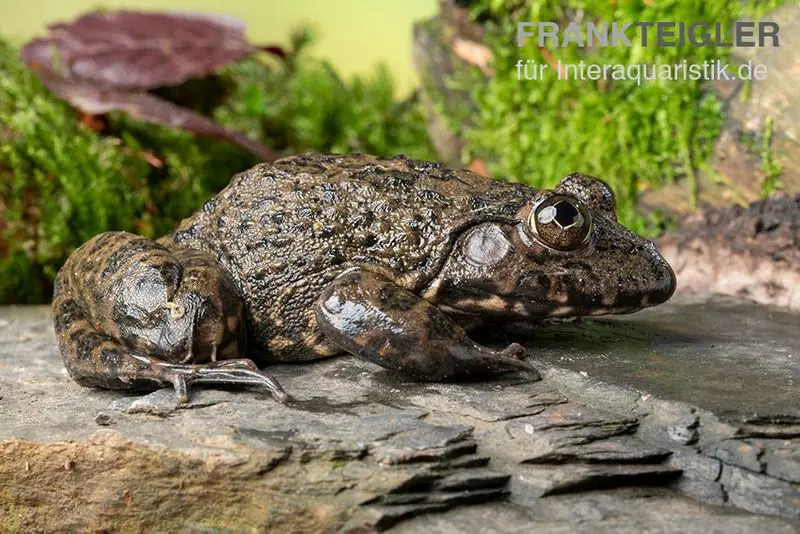 Grenouille-taureau couronnée, Hoplobatrachus occipitalis