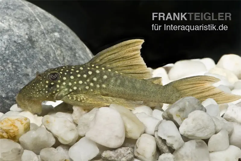 Silure fantôme jaune, L200a, Ancistrus sp., 6-8 cm