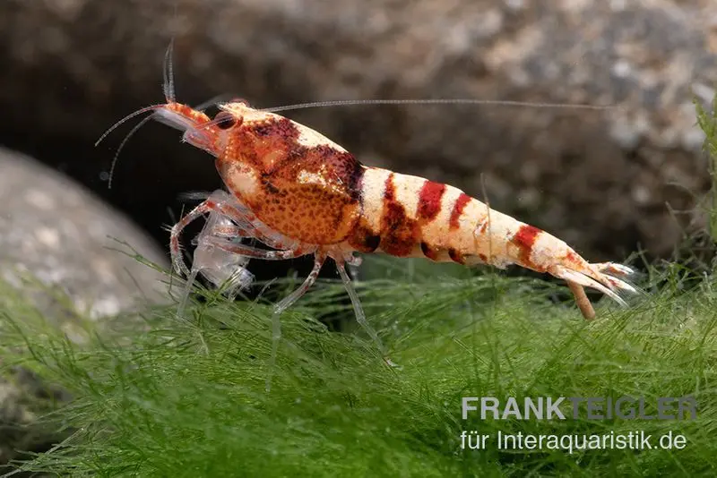 Crevette Red Zebra Pinto, Caridina spec. (Taiwan Bee)