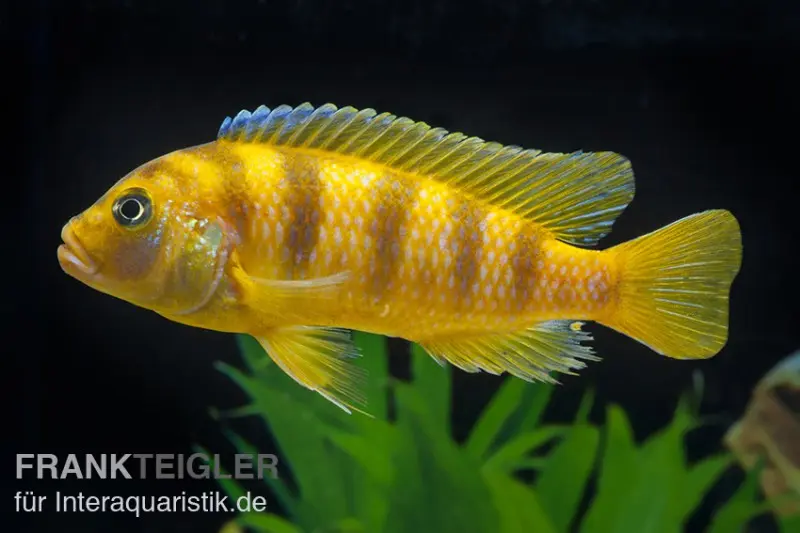 Incubateur buccal de Lombardo, Pseudotropheus lombardoi, DNZ (élevage allemand)