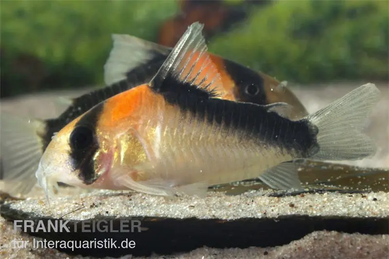 Corydoras à tache cuivrée, Corydoras duplicareus